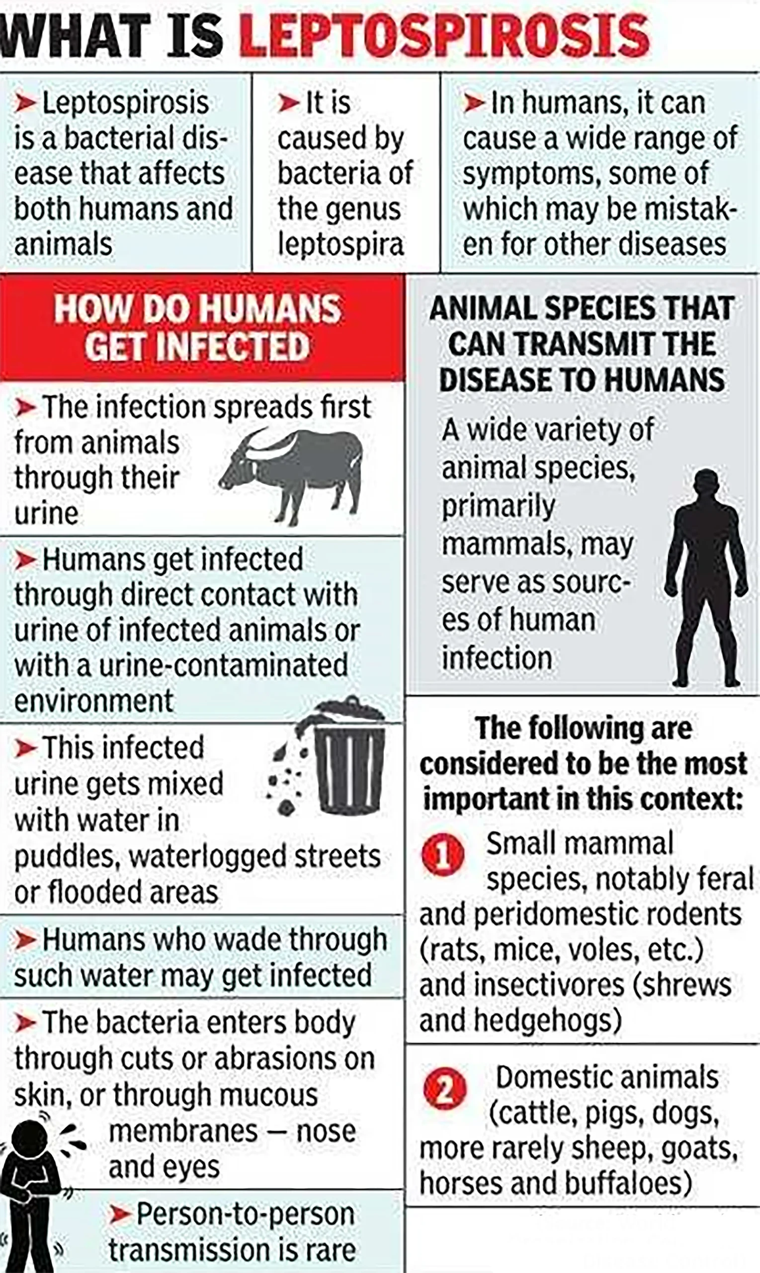 Leptospirosis