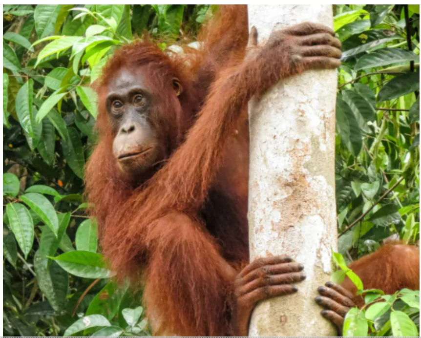 Orangutan