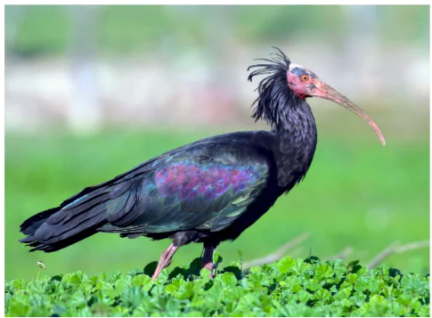 Northern Bald Ibis 