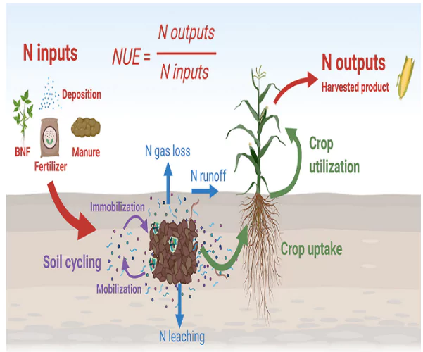 Nitrogen-Use Efficiency