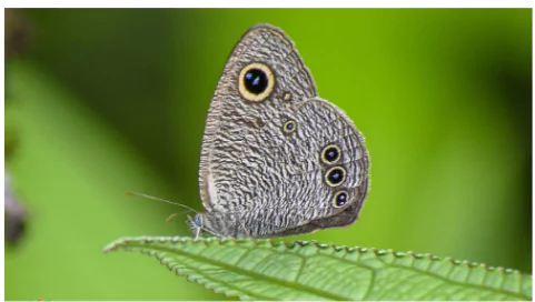 Great four-ring butterfly