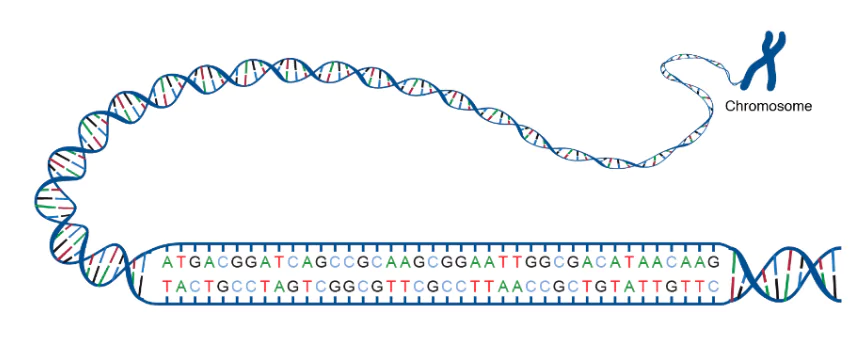 DNA