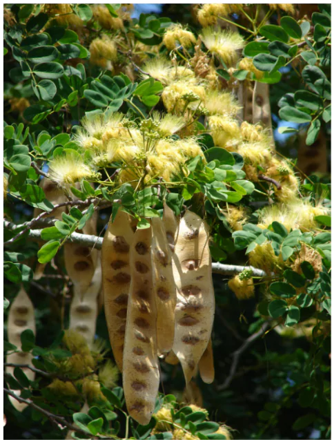 Indian Siris (Albizia lebbeck)