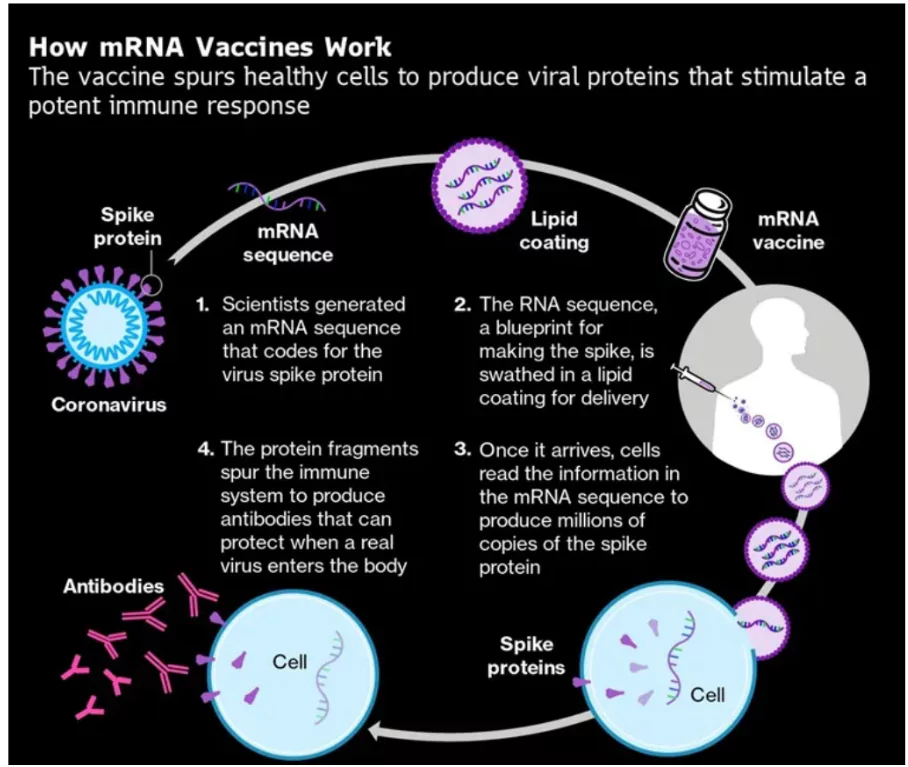 mRNA 