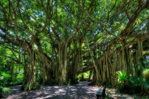 National Tree (Banyan Tree)