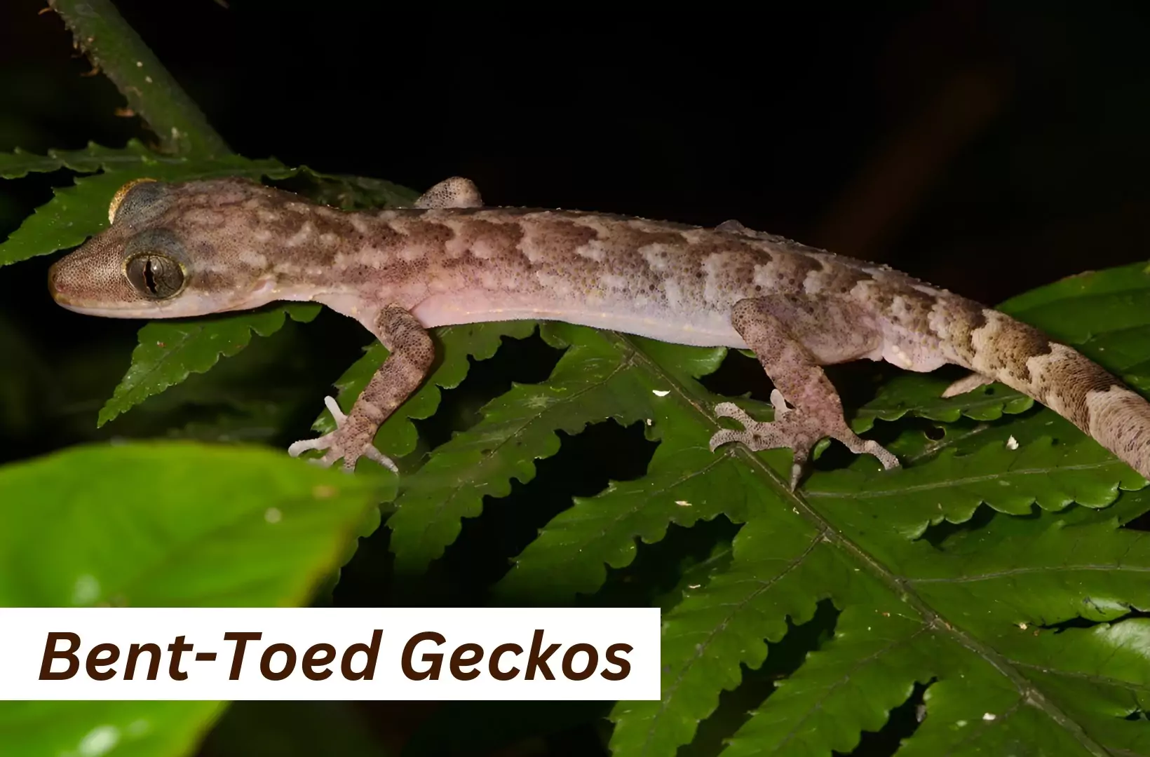 Bent-Toed Geckos