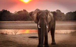 World Elephant Day 2024