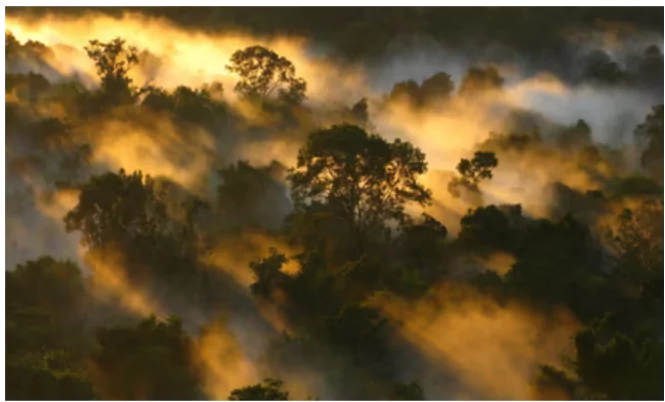 Ozone pollution slows tropical forest growth by halting carbon absorption