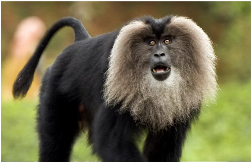 Lion-tailed macaque 