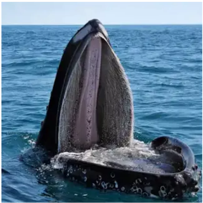 Baleen Whales