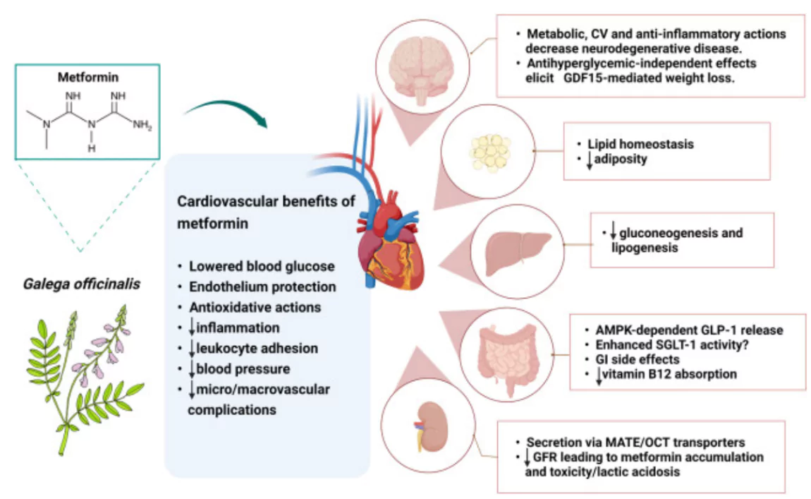 Metformin