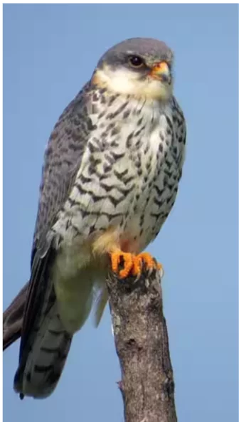 Amur Falcon (Falco Amurensis) 