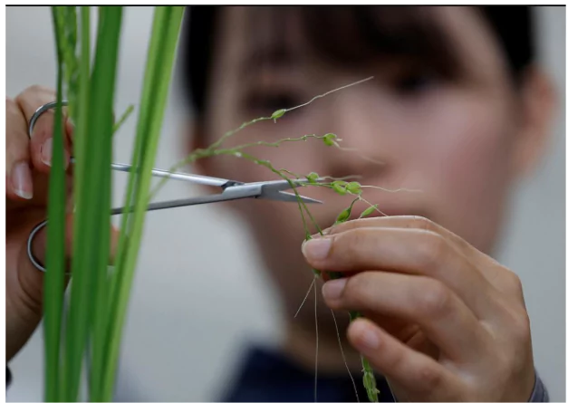 Japan’s Heat-Resistant Rice