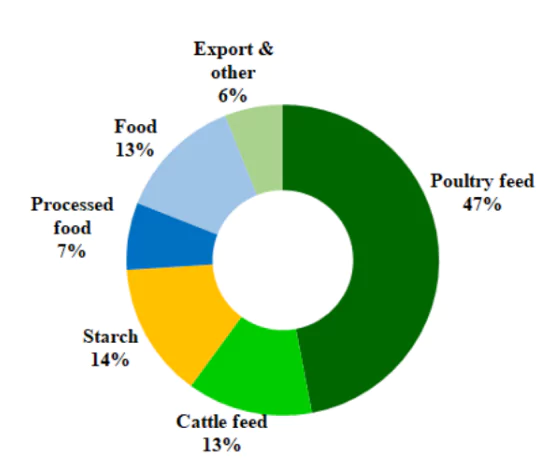 India becomes Corn Importer