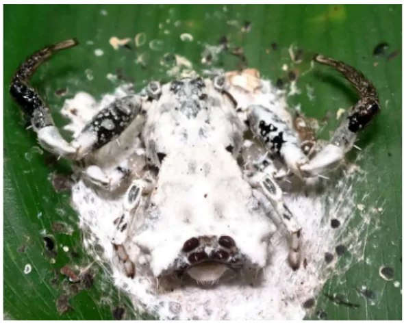 Bird Dung Crab Spider