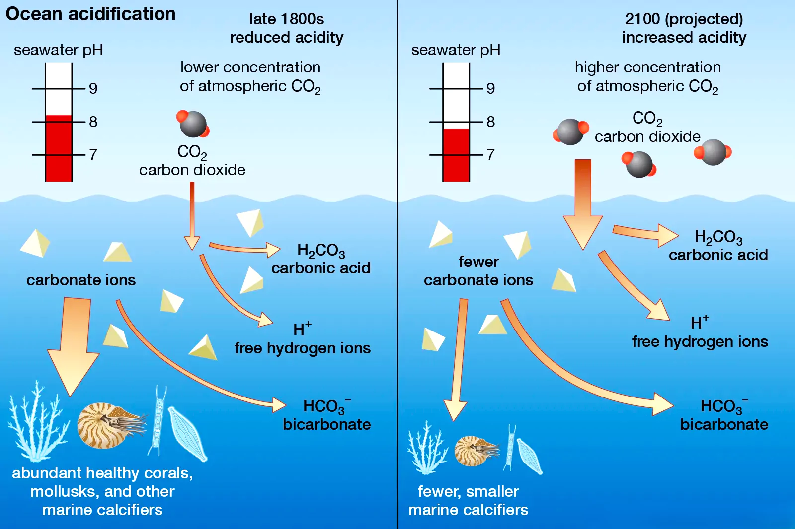 Ocean Acidification