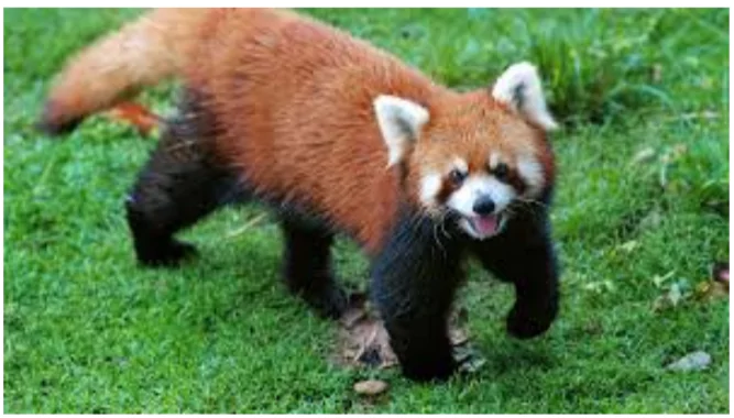 Red Panda Program