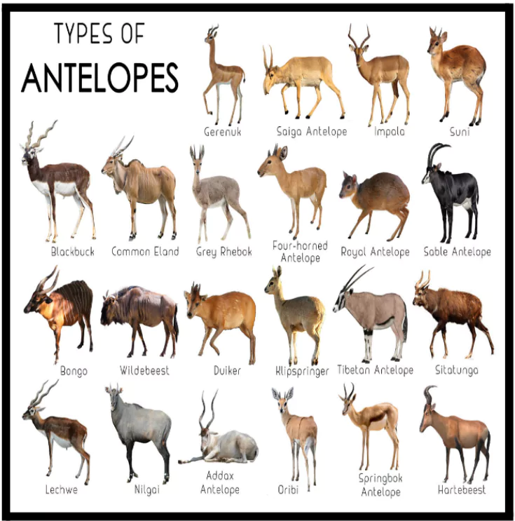 Antelope and Deer