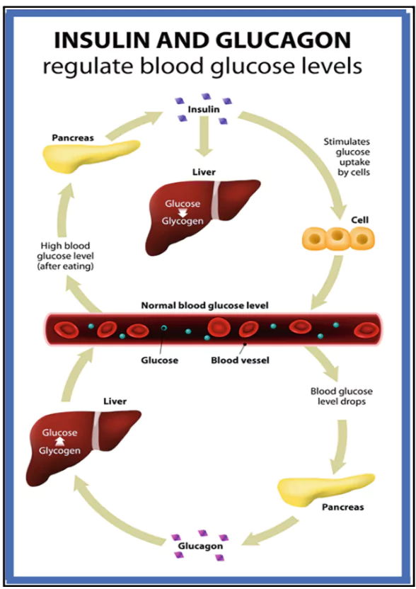 Smart insulin