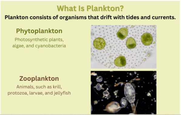 Plankton