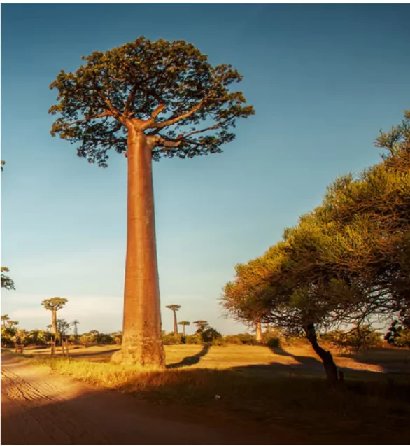 African Baobab