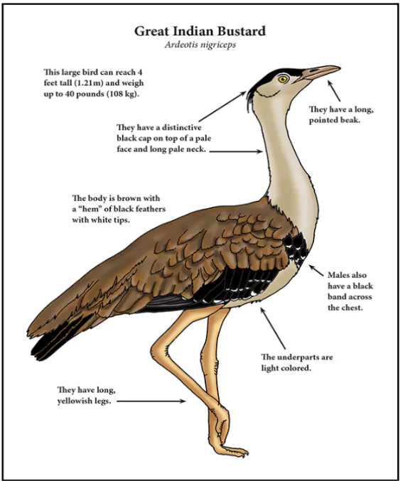 Great Indian Bustard