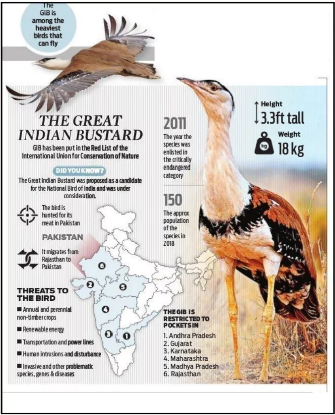 Great Indian Bustard