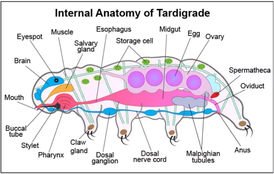 Tardigrades