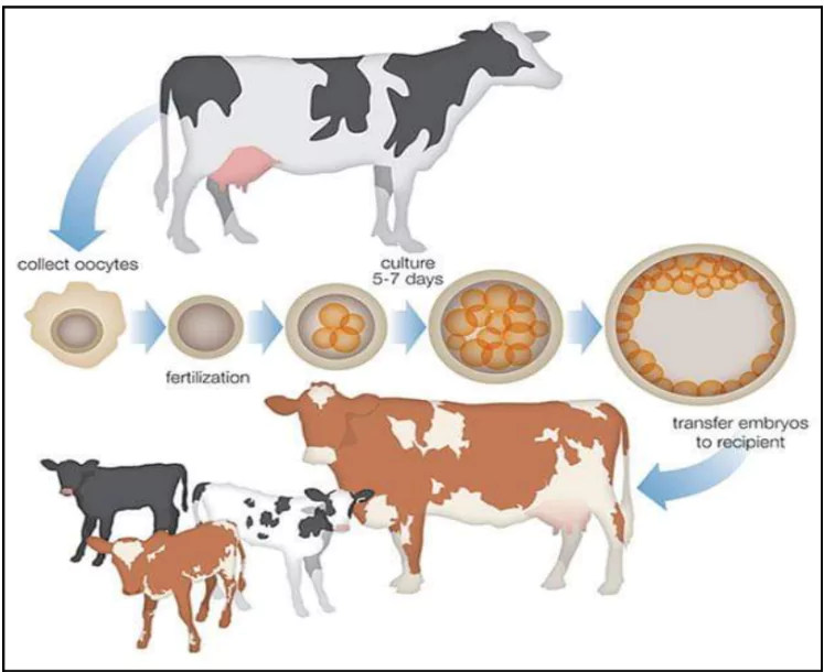 Unified Genomic Chip for Cattle