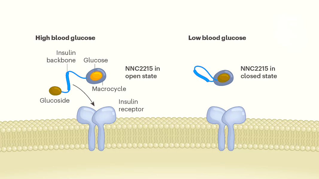 Smart insulin