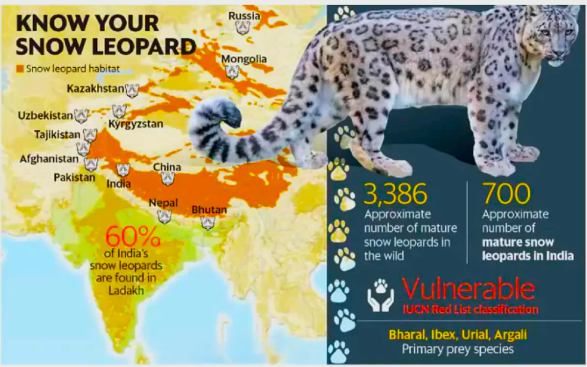 World Snow Leopard Day