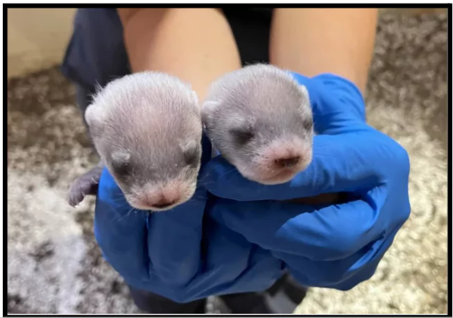 Black-footed Ferrets