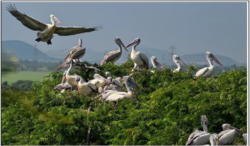 Pelicans