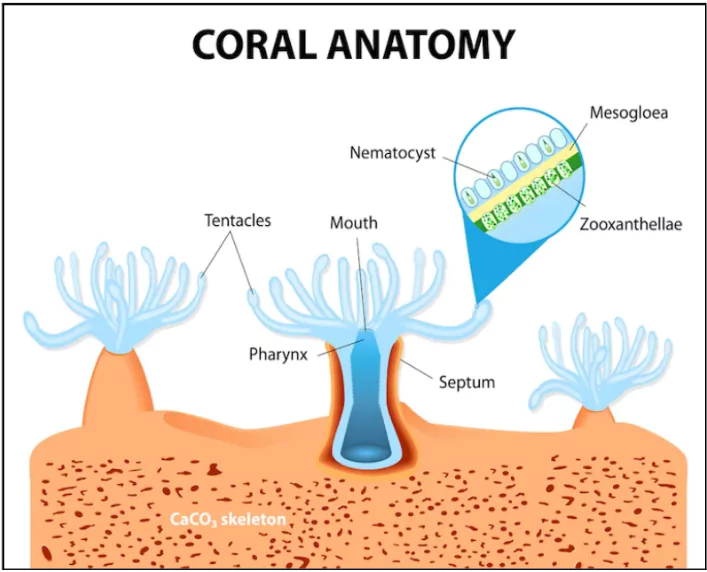 Coral Colony