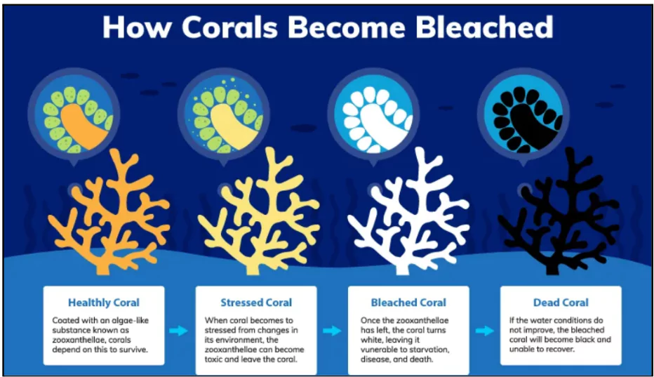 Coral Colony