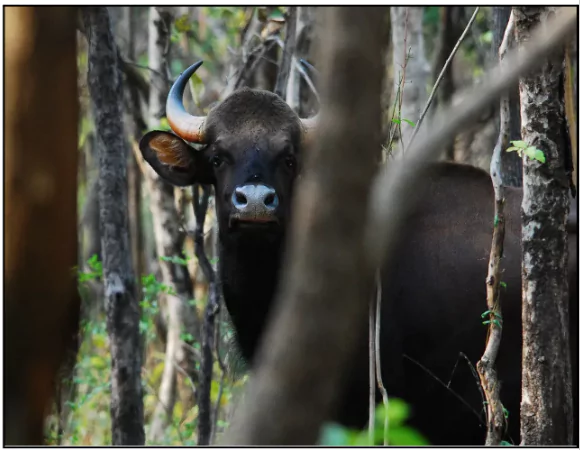 Indian Bisons