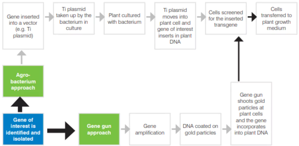 GM Crops