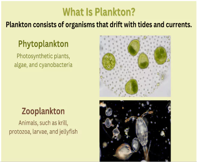 Phytoplankton