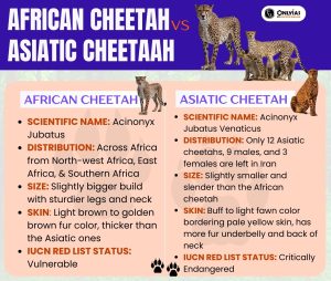 Asiatic Cheetah vs African Cheetah