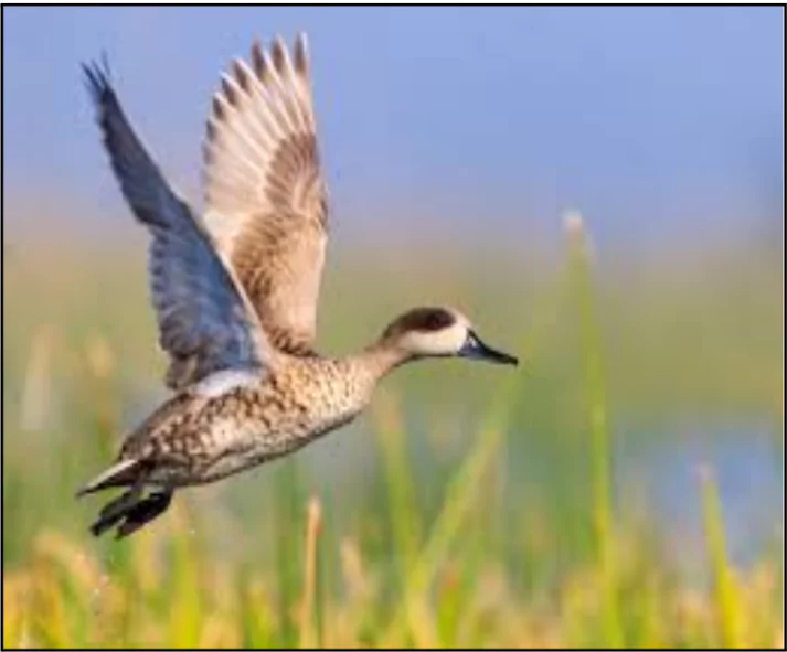 Marbled Duck