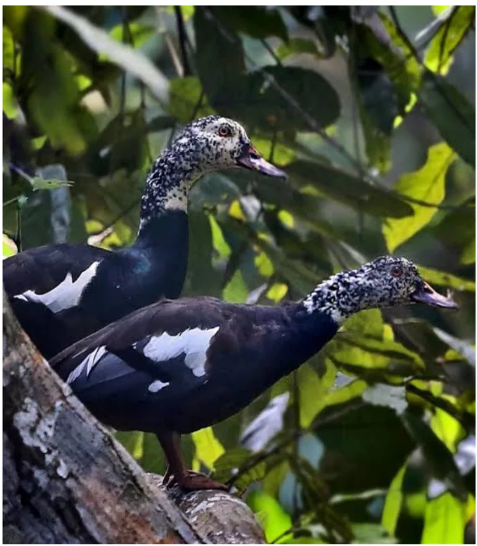 white-winged wood duck