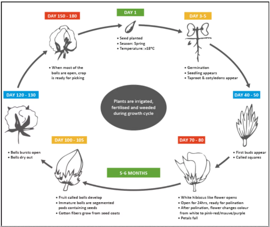 Cotton Production