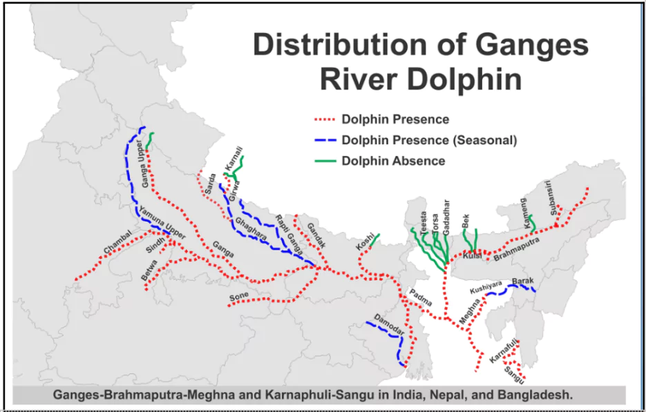 Ganges River Dolphin 