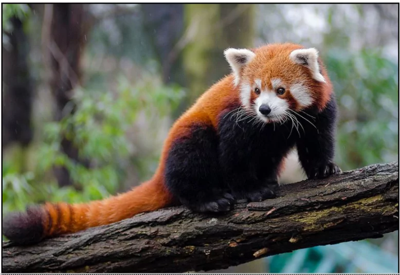 Red Pandas