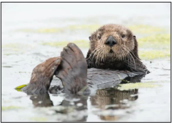 Sea Otters