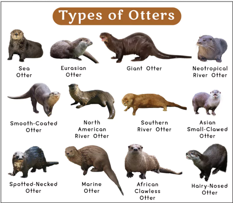 Sea Otters