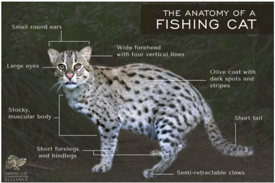 Fishing Cat Collaring Project