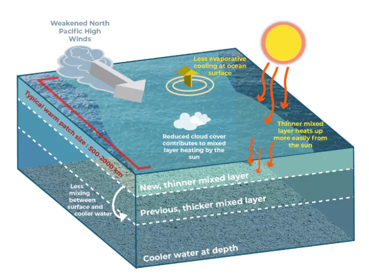 Marine Heatwave