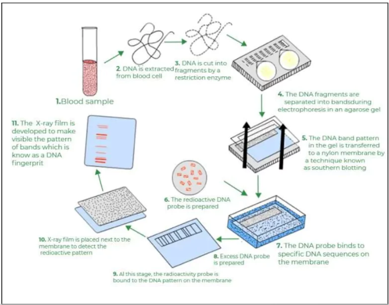 DNA Profiling