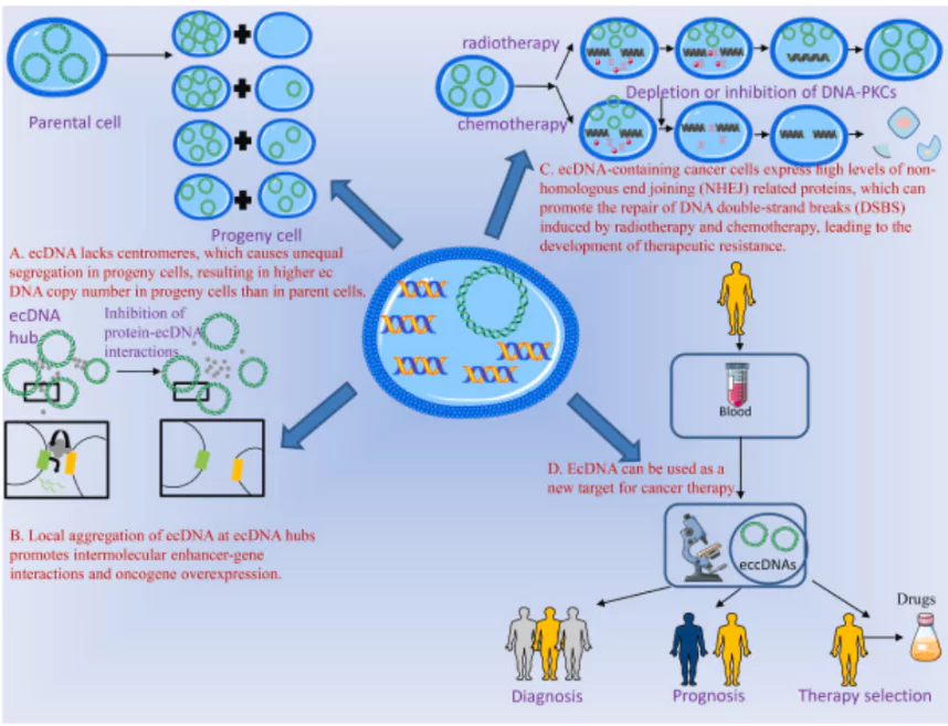 Extrachromosomal DNA